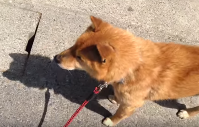 楽しいはずのお散歩が・・!柴犬の悲劇