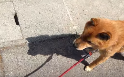 楽しいはずのお散歩が・・!柴犬の悲劇