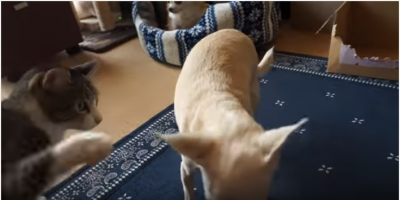 猫のスリスリが苦手なチワワの対処法とは