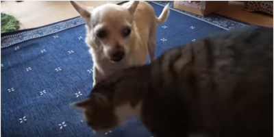 猫のスリスリが苦手なチワワの対処法とは