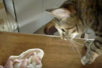 お手伝いするにゃ!拭き掃除をする猫