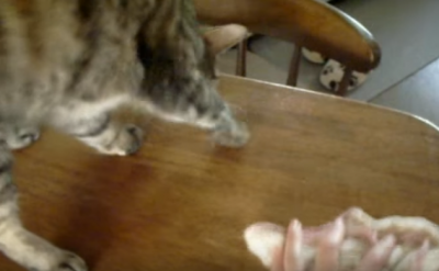 お手伝いするにゃ!拭き掃除をする猫