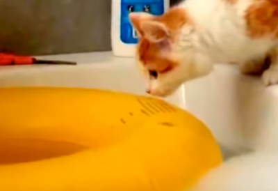 子猫の大失敗!お風呂で起こったハプニング