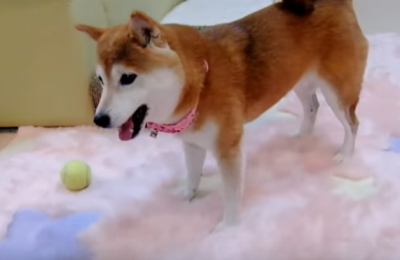 そんなに急に!?遊びに飽きた柴犬