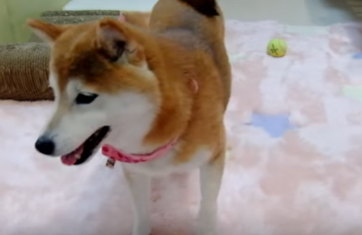 そんなに急に!?遊びに飽きた柴犬