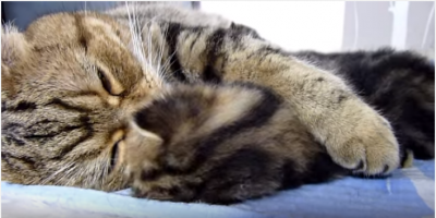 【ほのぼの】子猫を抱く母猫