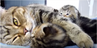 【ほのぼの】子猫を抱く母猫