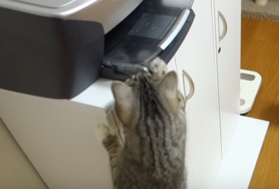 何がしたいの?プリンターに夢中な猫
