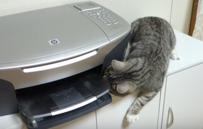 何がしたいの?プリンターに夢中な猫