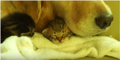 大きな犬にペッタリと寄り添う子猫にハプニング