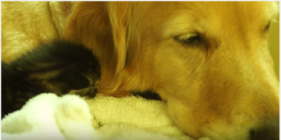 大きな犬にペッタリと寄り添う子猫にハプニング