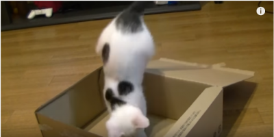 蓋付き段ボール箱で遊ぶ猫に事件が!