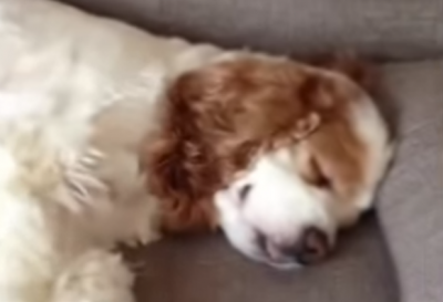 そんな顔もかわいい!舌を出して寝る犬
