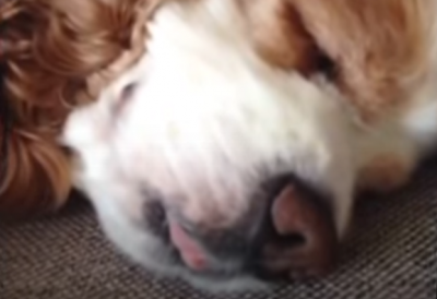 そんな顔もかわいい!舌を出して寝る犬