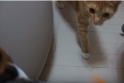 ティッシュ箱が抜けない!三毛猫のハプニング