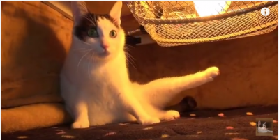 久々のこたつ登場に喜び半分、緊張半分の猫