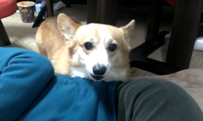 corg