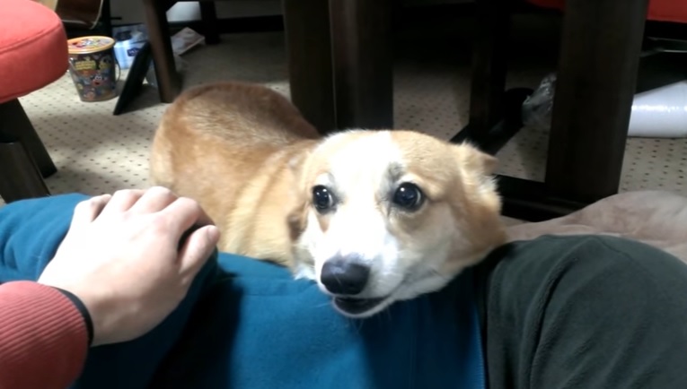 corg2