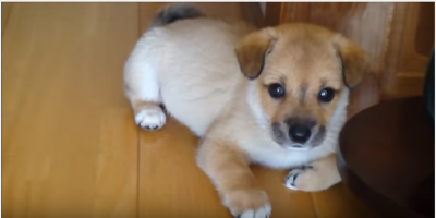 新しい飼い主さんの元でコロコロ元気に遊ぶ子犬
