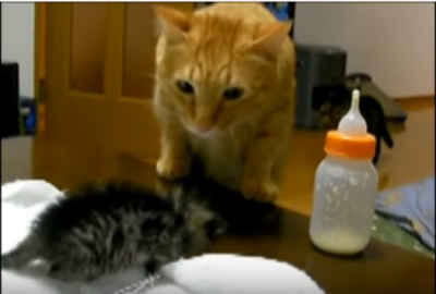 捨て猫を保護し里親を募った動画