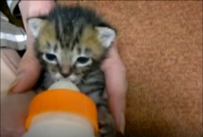 捨て猫を保護し里親を募った動画