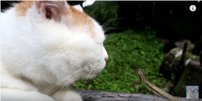 かご猫しろと、弱腰のカマキリ