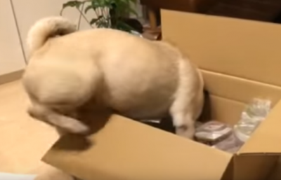 どうにかダンボールに入ろうとするパグ犬
