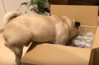 どうにかダンボールに入ろうとするパグ犬