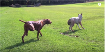 オオカミに忍者のごとく近づく犬にどんでん返し