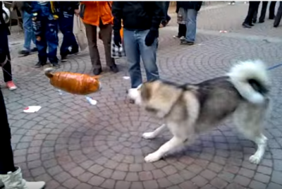 アラスカンマラミュートの子犬vs猫の風船
