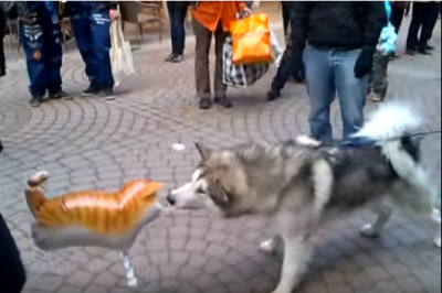 アラスカンマラミュートの子犬vs猫の風船