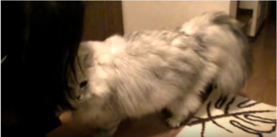 寂しかったニャー、玄関で待つモフモフ猫