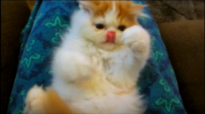 もっとガシガシ囓りたい!ペルシャ子猫