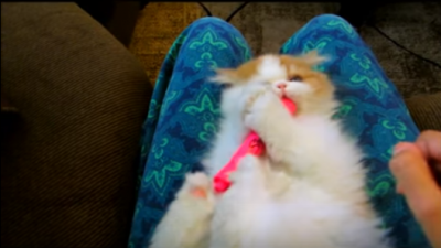 もっとガシガシ囓りたい!ペルシャ子猫