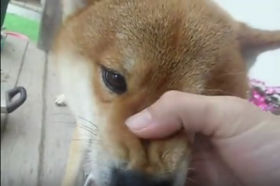 頑固者?頑張って怒り続ける柴犬