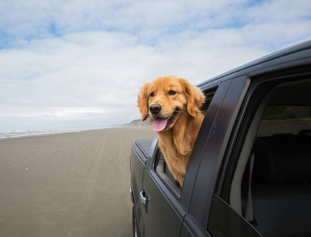 愛犬と外泊をするためにおさえておきたいドライブ時の注意点
