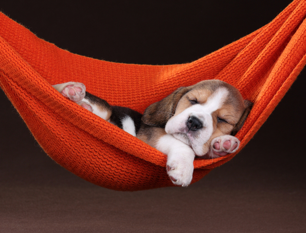 犬のいびきに要注意! そのいびき、もしかしたら病気が原因かも?