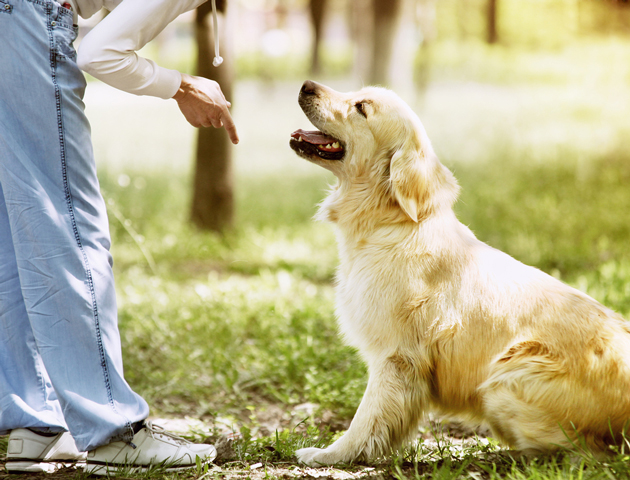 【しつけ:フレーズ編】愛犬のしつけは英語がおすすめ!