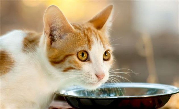catfoodwet_R