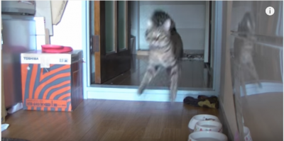 猫の留守番、カメラに映し出されたものとは!?