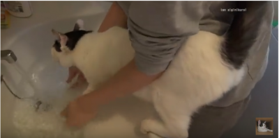 脱走した後は、洗面所へ直行!必死に抵抗する猫
