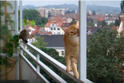 見ていてハラハラ、バルコニーの柵を渡る猫