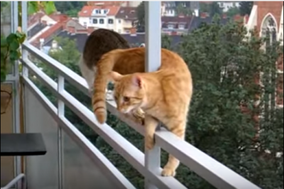 見ていてハラハラ、バルコニーの柵を渡る猫