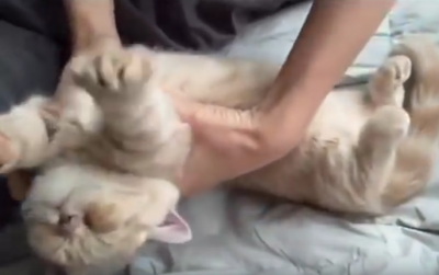 無防備すぎる猫がカワイイッ!!