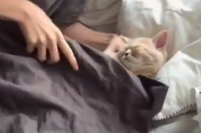 無防備すぎる猫がカワイイッ!!