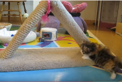 母猫の愛が激しすぎて溺れそうなペルシャ子猫