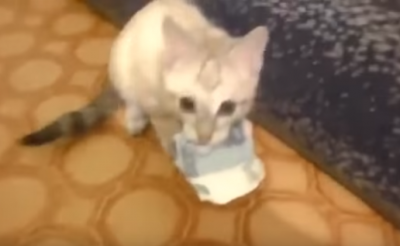 お金は大切に!大事にお金を守る猫