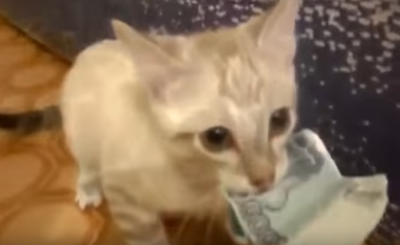 お金は大切に!大事にお金を守る猫