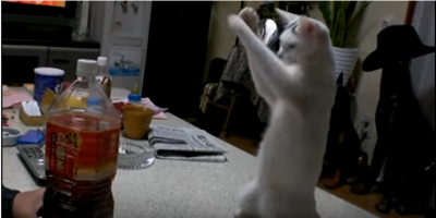 ペットボトルを前に2本足で立ち上がる猫
