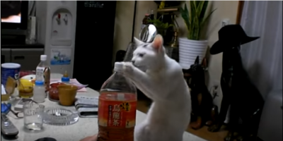 ペットボトルを前に2本足で立ち上がる猫